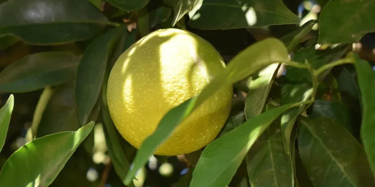 JUNTA DE VIGILANCIA AJUSTA DOTACIÓN DE AGUA AL 6% DE SUS DERECHOS