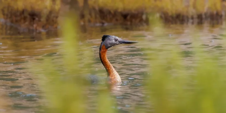 INVESTIGADORES Y JVRCH REFUERZAN COMPROMISO CON CUIDADO DE LAS AVES EN EMBALSE CORRALES