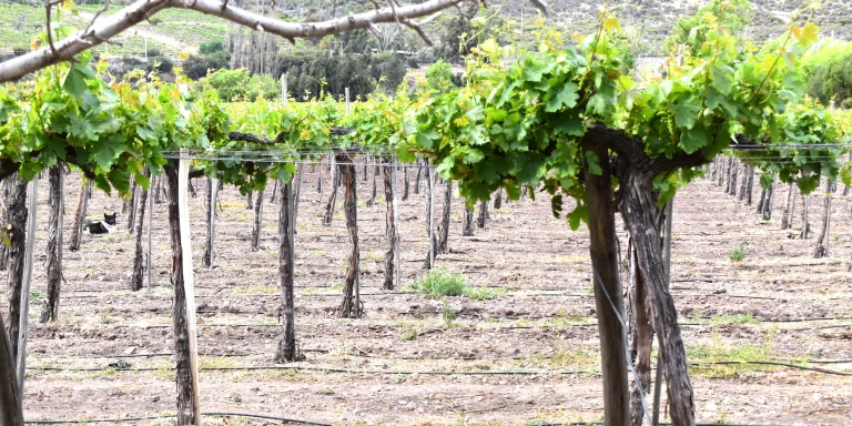 ¡ÚNETE AL EQUIPO DE LA JVRCH!